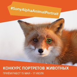 Компания Sony запустила конкурс #SonyAlphaAnimalPortrait